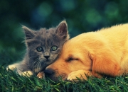 开云体育入口-总决赛之夜，米切尔以冠军级表现铸就传奇