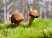 开云体育登录-体育无时差，当快船末节潮水淹没深圳，锡安已在另一端举起世界