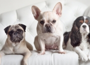 开云sport-亚洲球星的个人光芒 vs 欧洲体系的集团优势