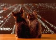 开云体育APP下载-那不勒斯锋矛刺穿紫百合防盾，奥斯梅恩的稳定与佛罗伦萨的哥伦比亚封锁