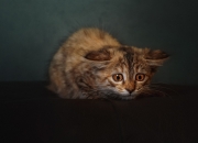 开云体育app-冰与火的对决，杰伦·格林一剑封喉，鹈鹕收割76人关键战役