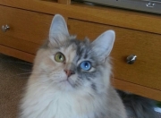 开云-一剑封喉后的沉默，英格拉姆如何在牛马大战中完成自我救赎