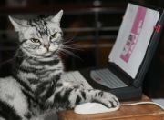 开云体育APP下载-悬念终结者与硬仗之王，当阿尔及利亚的钢铁洪流遇上马丁内利的孤胆英雄