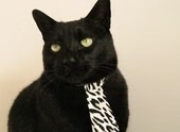 开云官网-我们先来拓展思维，确定文章标题