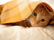 开云体育-金狮怒吼与铁甲雄心，孔德加冕大场面之王，皇马踏平塞内加尔的史诗战役