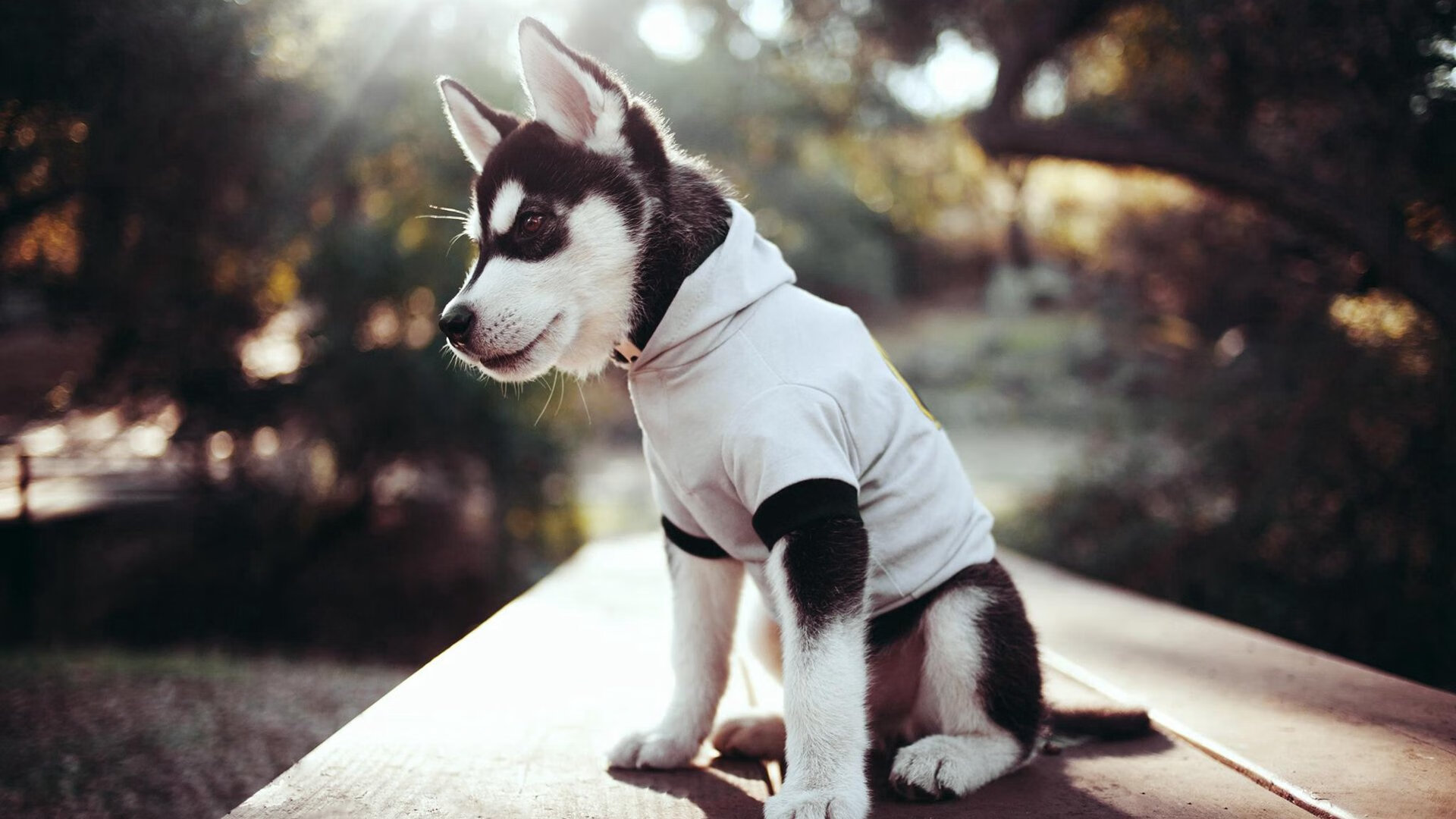 欧洲秩序与原始力量，同一夜晚的德甲匠心与南美北非血性