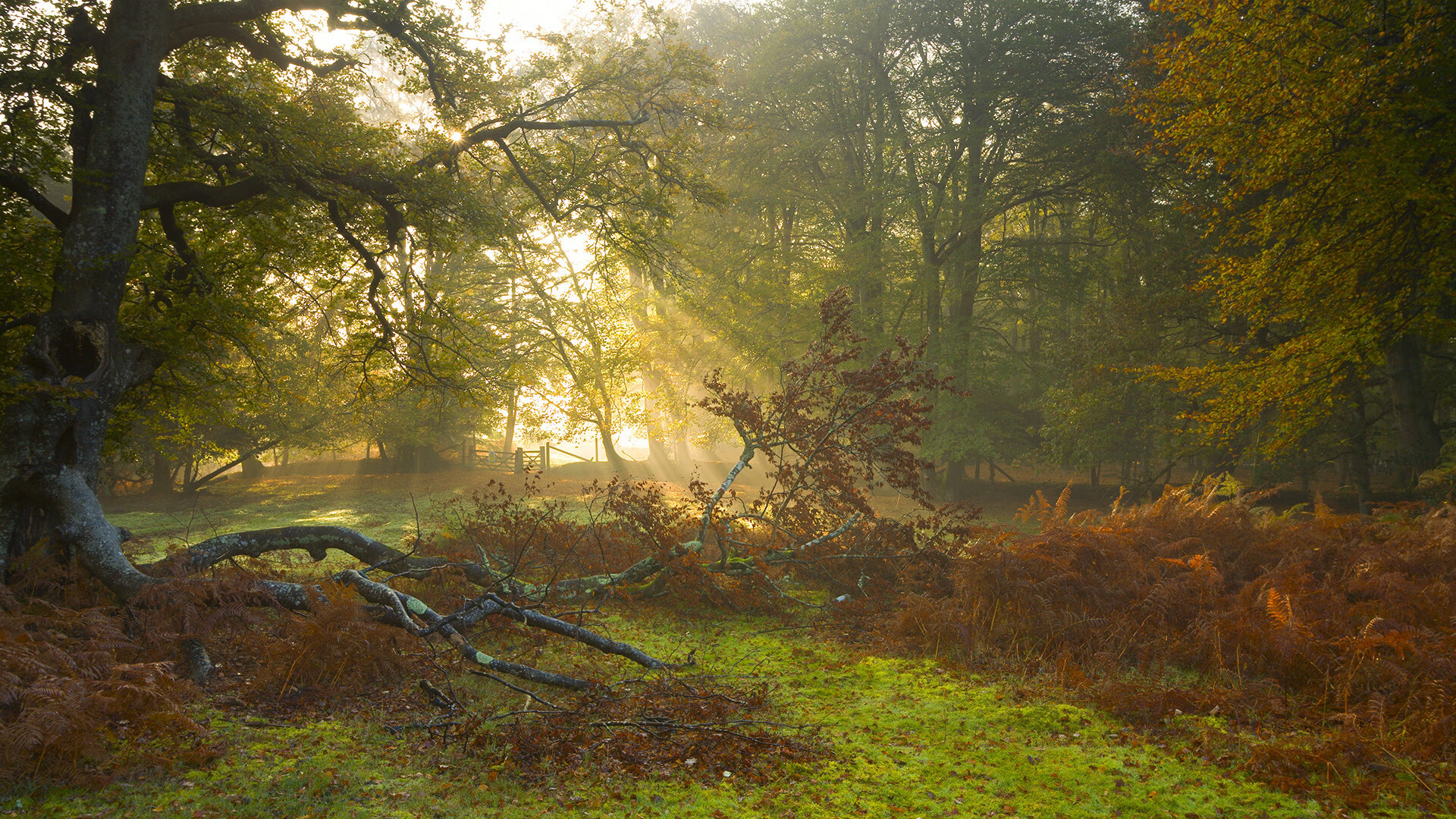 拜仁技术流淘汰尼日利亚黑马,马丁内利压制级表现定义新王当立