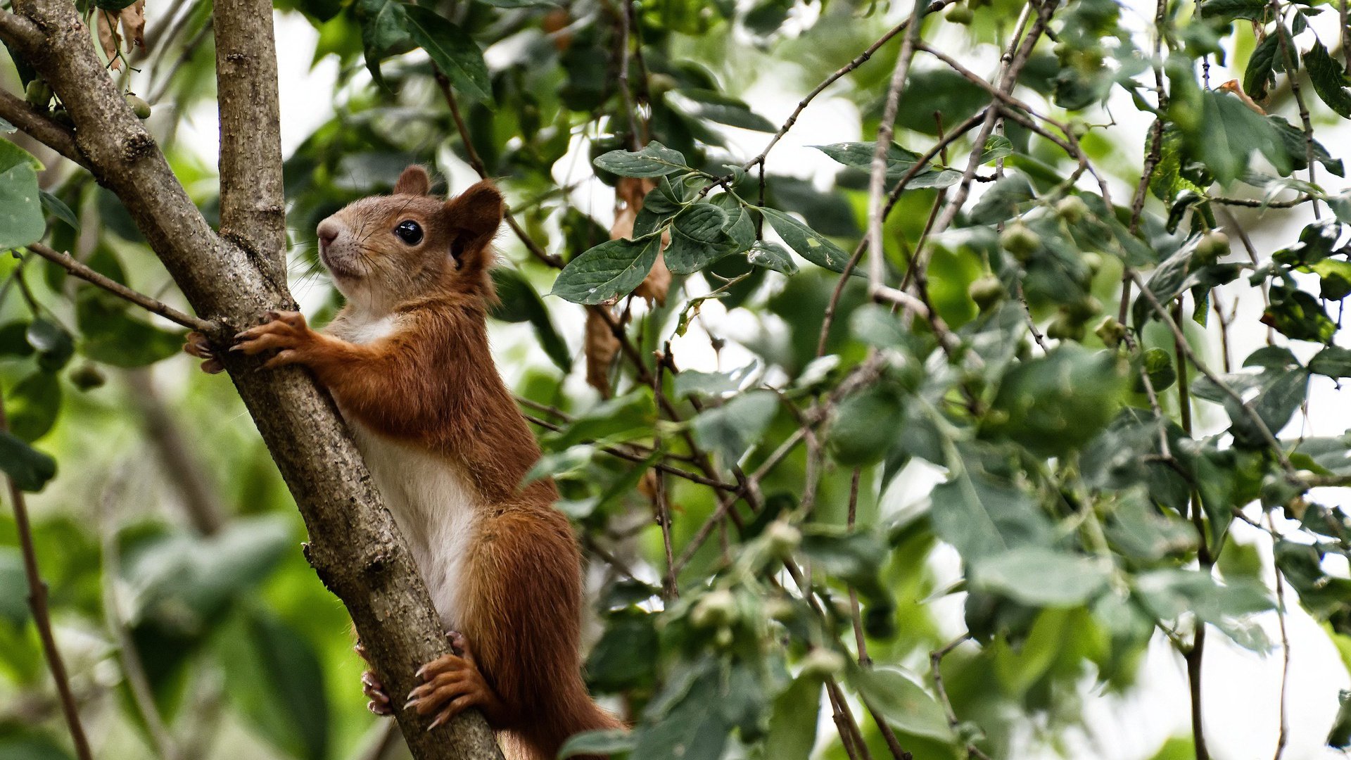 美式洪流与文艺复兴的诗篇,当佛罗伦萨的琴弦拨动罗德里戈的纪录之夜
