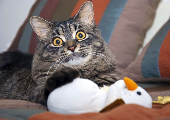 足球世界同日双响炮，伊朗关键战突围洪都拉斯，门迪在意甲焦点战接管比赛