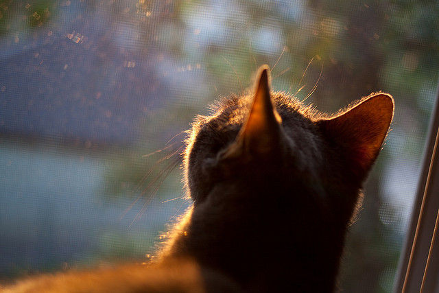 东决关键战之夜,杰伦·格林一锤定音