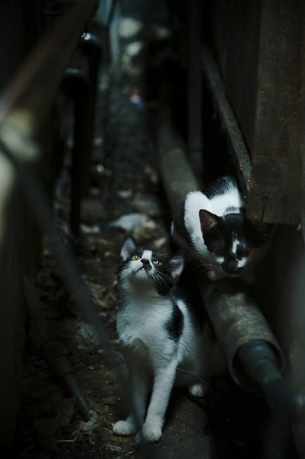 宿命的轰鸣,2026世界杯预演?杜兰特在雷霆狂胜夜暗示的统治轨迹