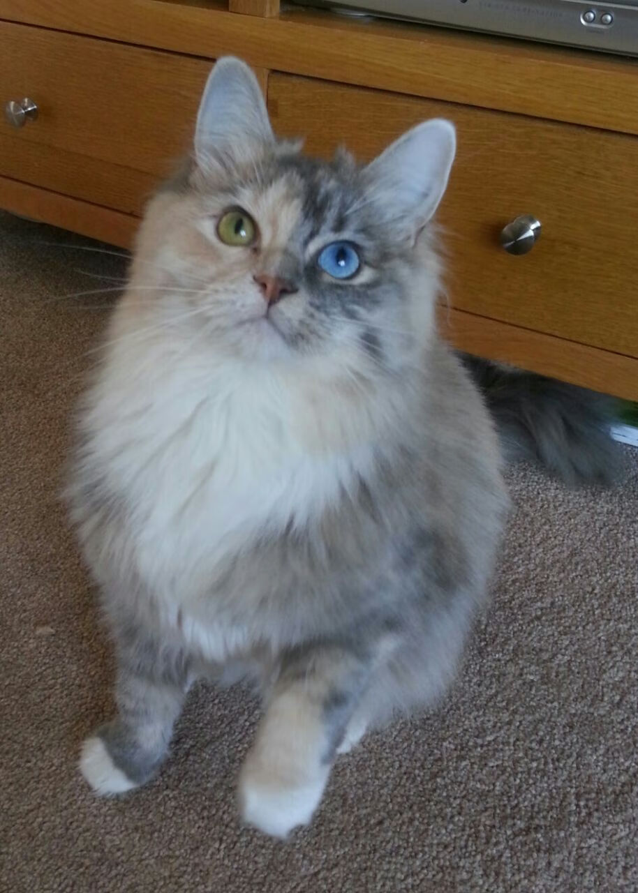 铁壁与利刃，澳大利亚窒息式高压下，凯塞多绝境亮剑