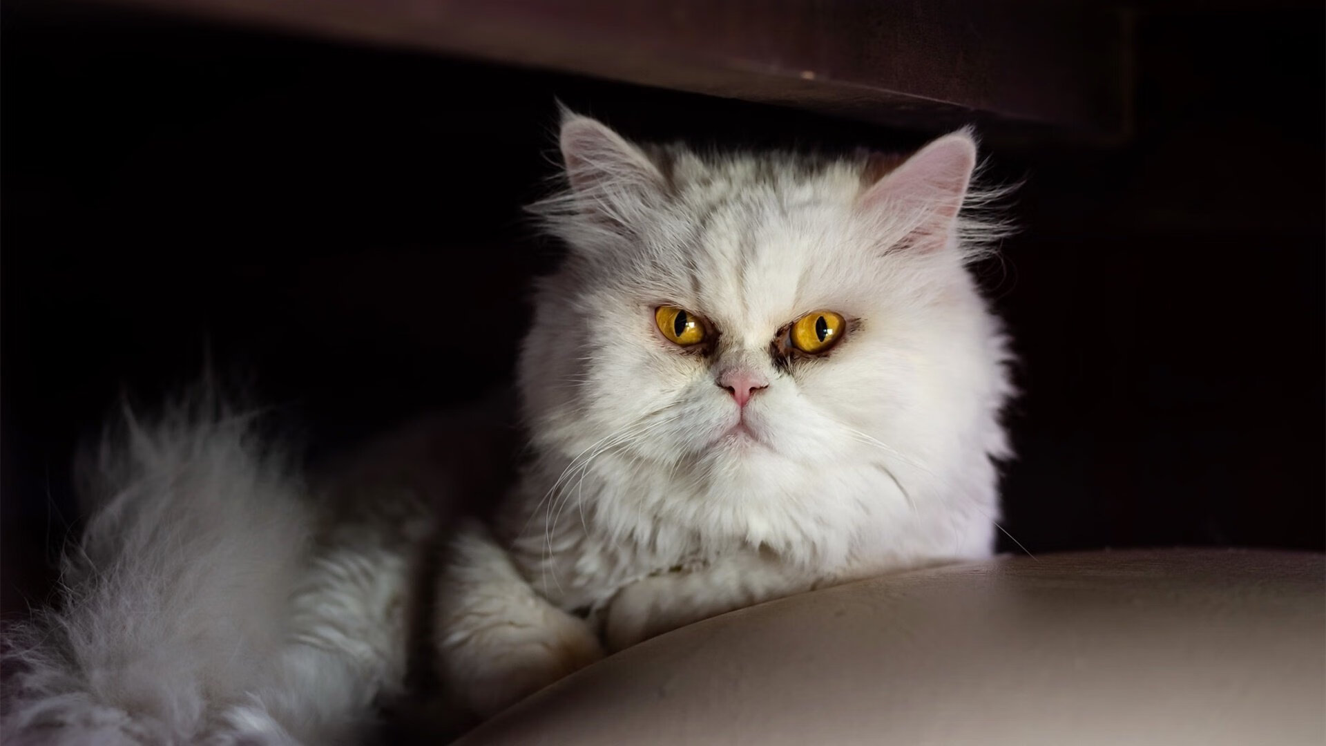 F1街道赛之夜，班凯罗，那个在引擎轰鸣中执掌攻防转换的魔术师