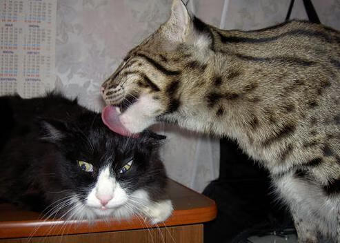 奥运关键战福克斯独揽乾坤,步行者踏平灰熊映衬篮球之美