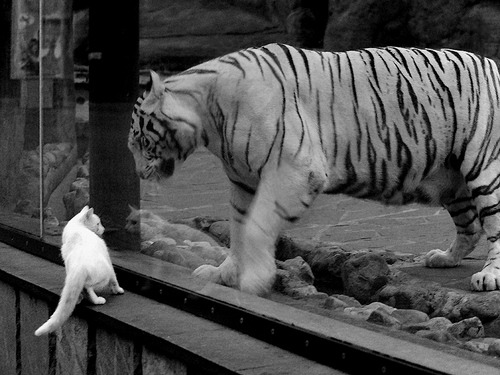 蓝色之心，戈麦斯枢纽觉醒，塞内加尔双星助切尔西夺下冠军之钥