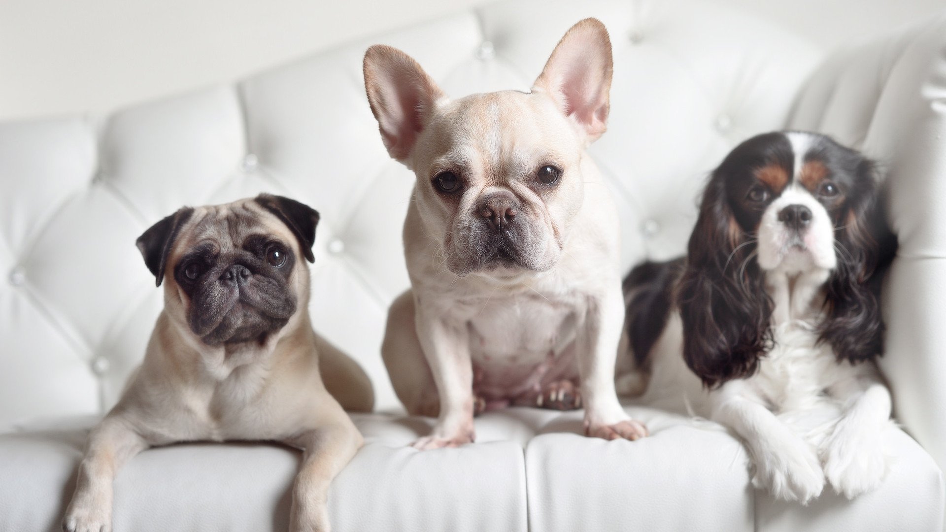 隔空对决，团队铁壁与天才利刃—辽宁北京之战与东契奇狂飙下的篮球哲学思辨