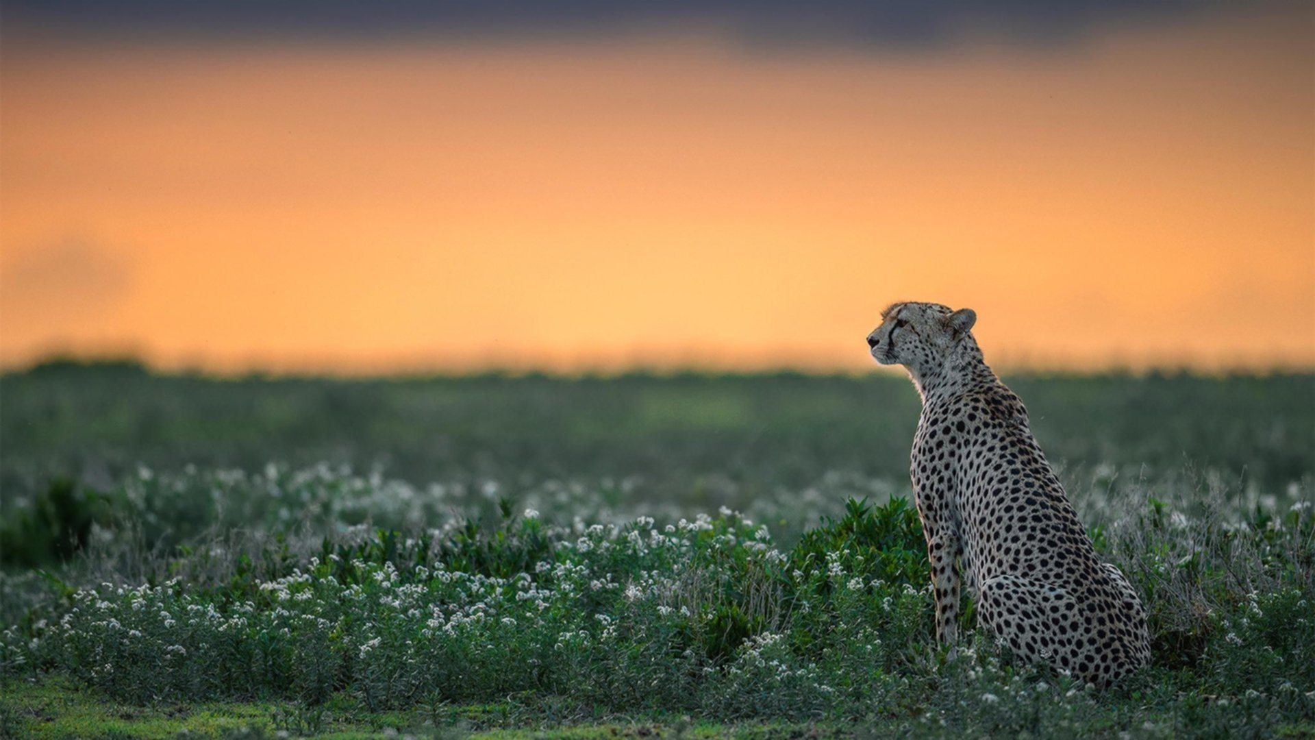 被低估的巨人，武切维奇完成自我救赎的一夜