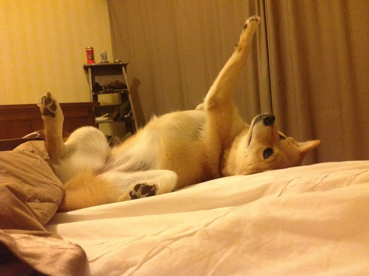 双重奏，若日尼奥的艺术穿刺与委内瑞拉的北境征服