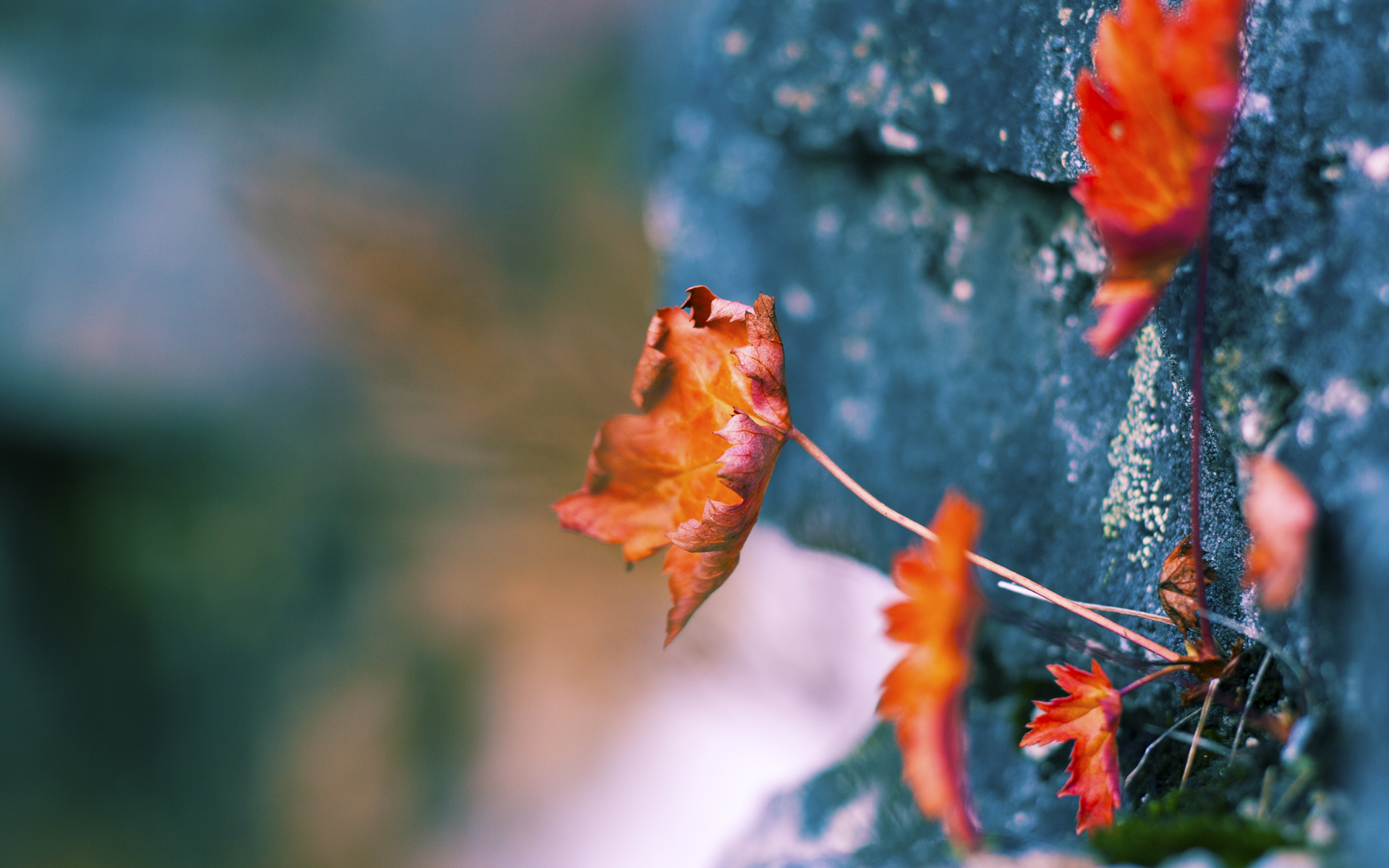 当紫金王朝遭遇北境之王，西亚卡姆与快船的宿命之战