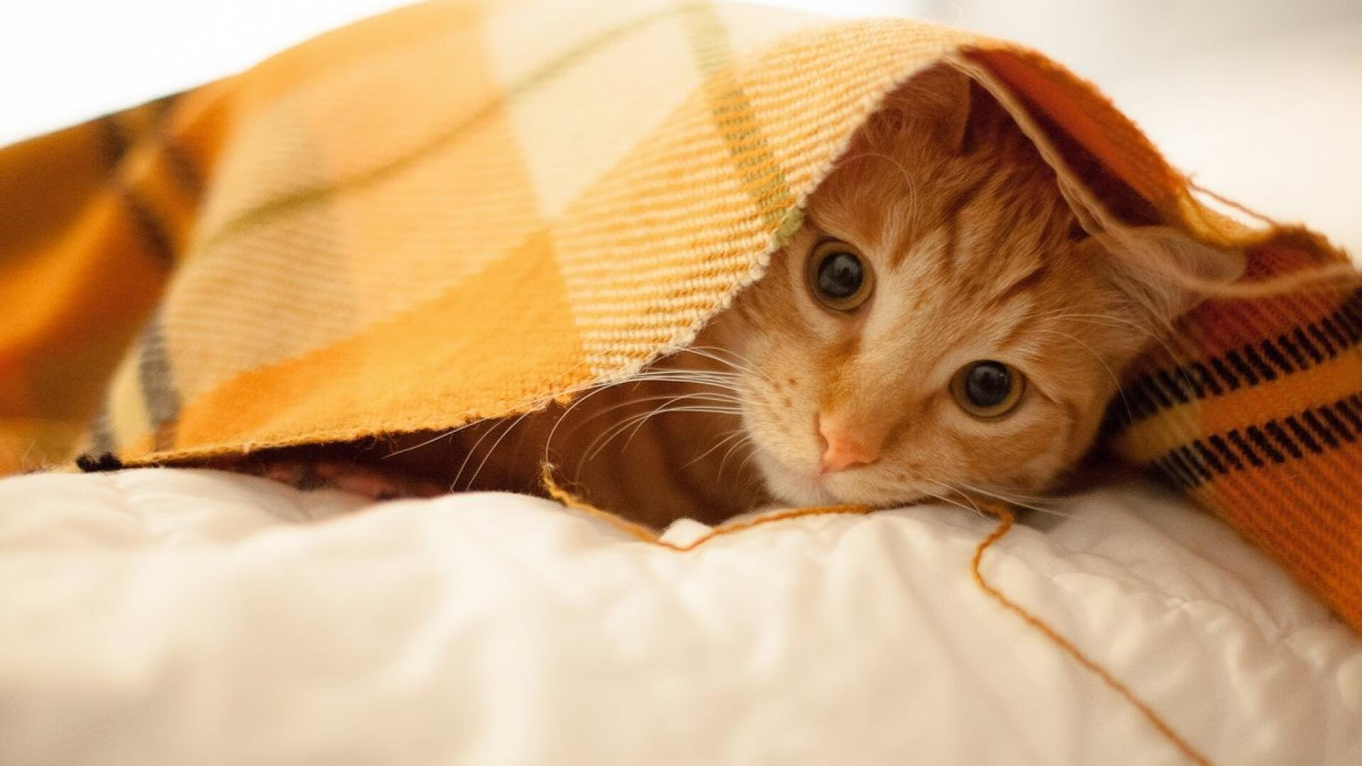 金狮怒吼与铁甲雄心，孔德加冕大场面之王，皇马踏平塞内加尔的史诗战役